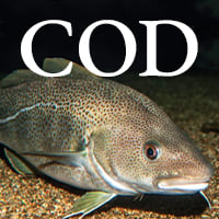 Generic Fish